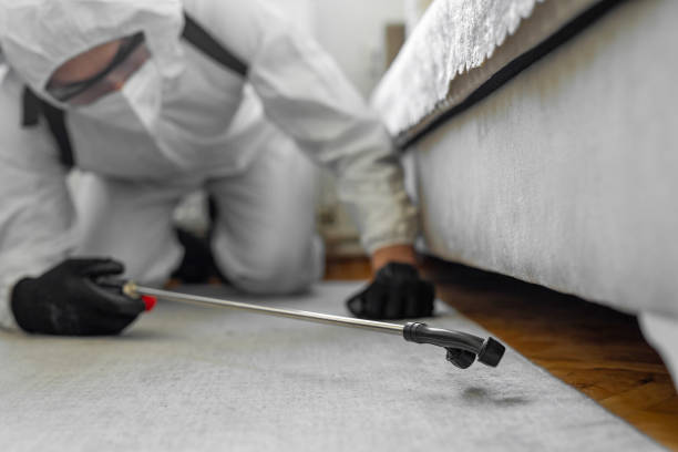 Professional Bed Bug Control technician working in Jersey Village, TX